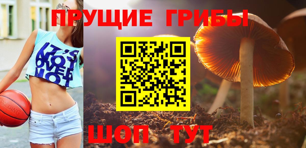 Псилоцибиновые грибы Cubensis  Вход с VPN  сколько стоит  Галлюциногенные грибы мицелий  Гусев 
